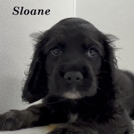 puppy, for, sale, Cocker Spaniel, Joe & Cherri  Overlease, dog, breeder, Miller, MO, dog-breeder, puppy-for-sale, forsale, nearby, find, puppyfind, locator, puppylocator, aca